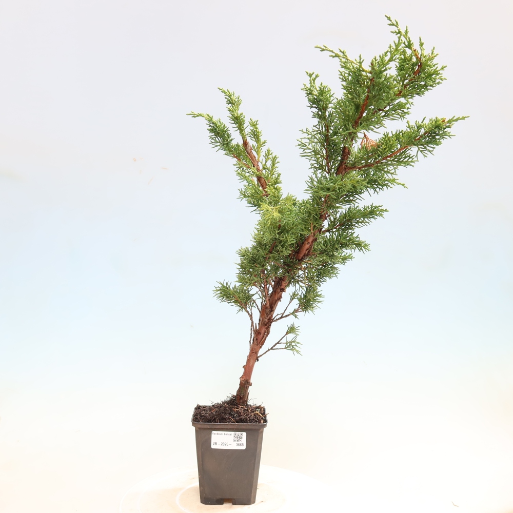 Vonkajší bonsaj - Juniperus chinensis Kishu