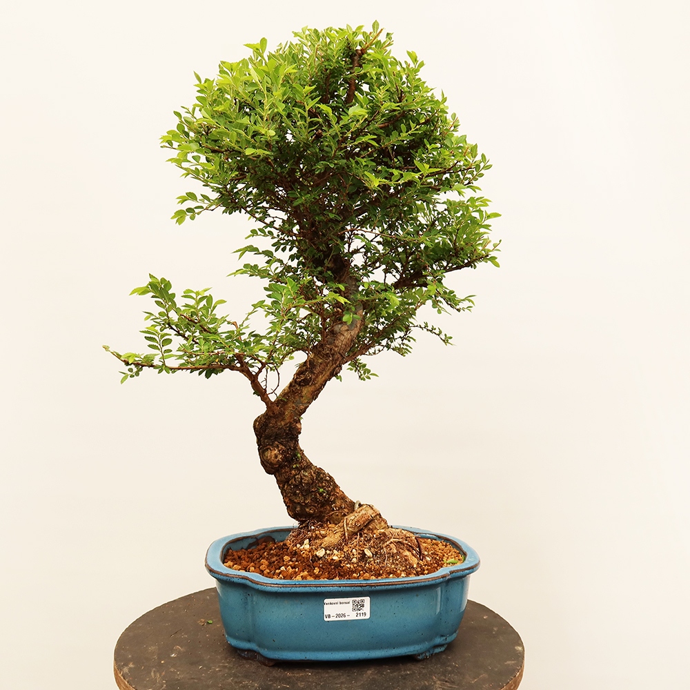 Vonkajšie bonsai - Zelkova - Zelkova NIRE