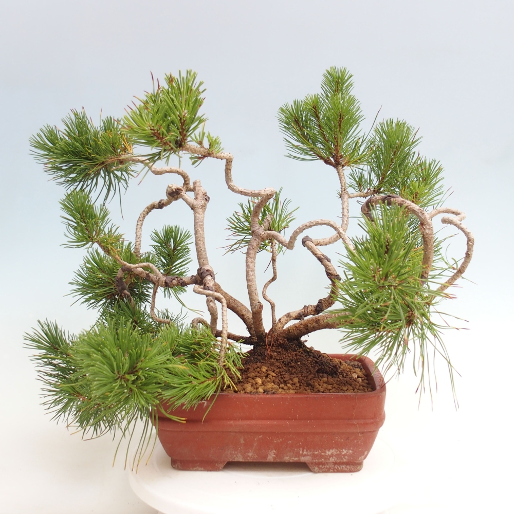 Vonkajšie bonsai - Pinus Mugo - Borovica