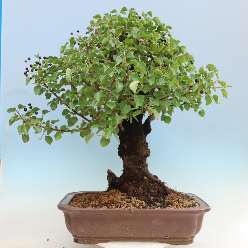 Vonkajší bonsai – Mahalebka – Prunus mahaleb