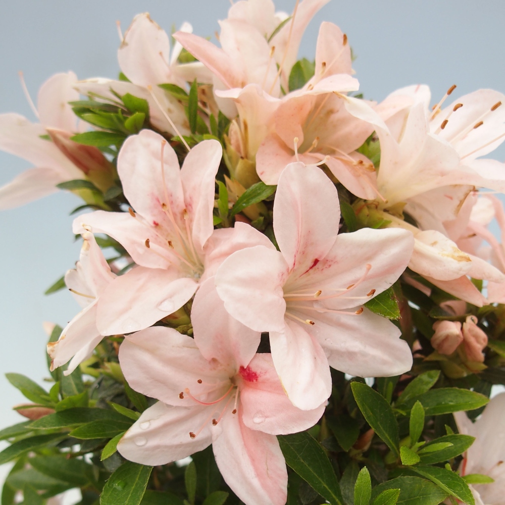 Vonkajší bonsai - Japonská azalka -  Azalea Nikko