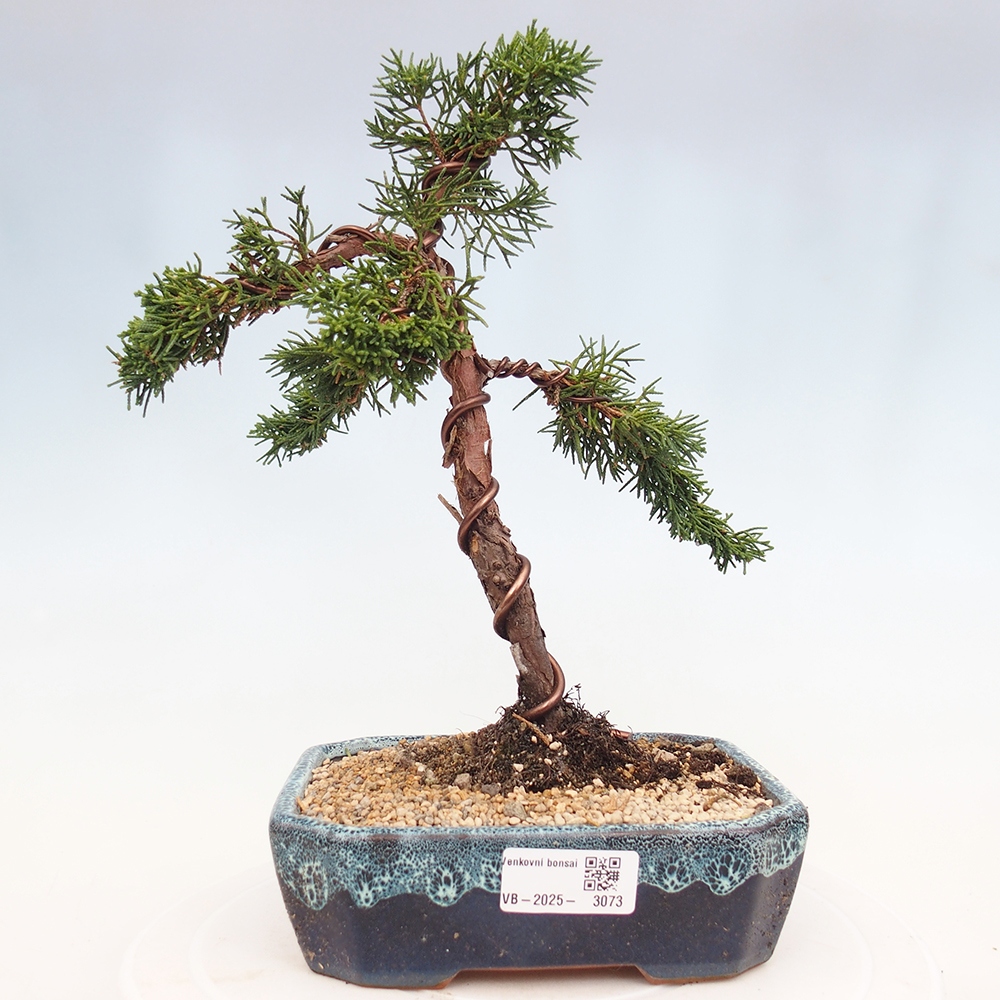 Vonkajší bonsai - Juniperus chinensis Kishu -Jalovec čínsky