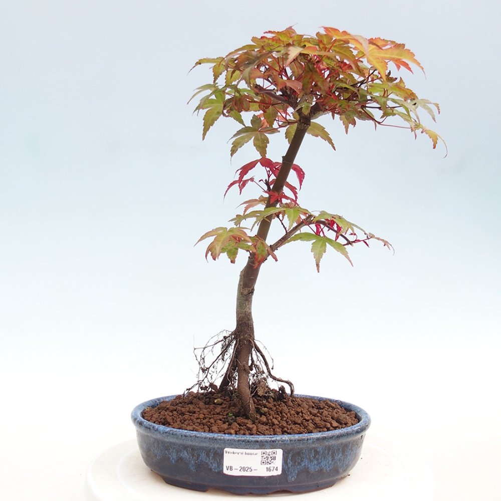 Vonkajšie bonsai - Javor dlaňolistý - Acer palmatum DESHOJO