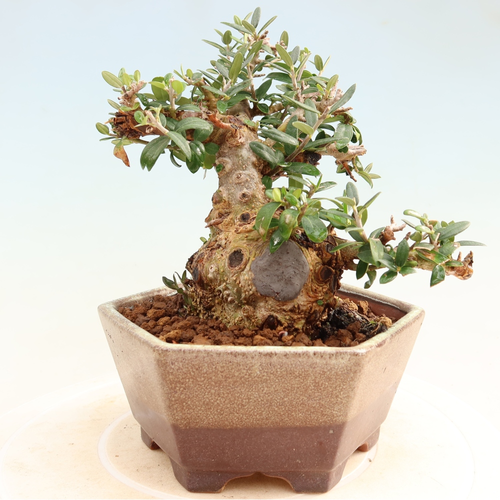 Izbový bonsaj - Olea europaea sylvestris