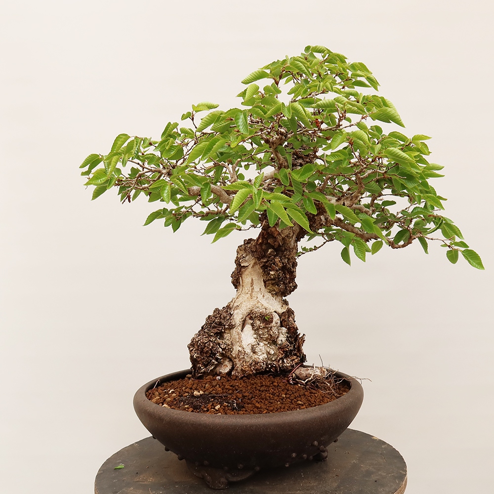 Vonkajší bonsai -Carpinus Coreana - Hrab kórejský