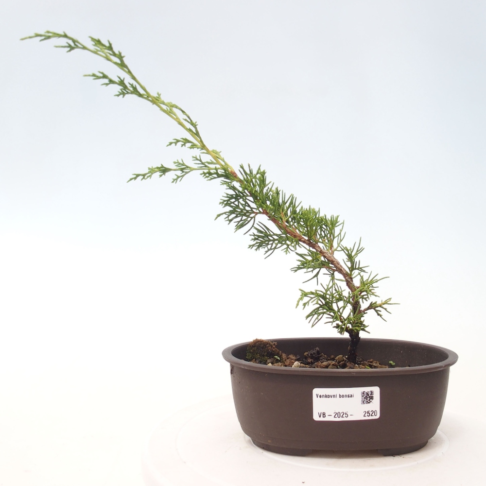 Vonkajší bonsai - Juniperus chinensis Itoigawa -Jalovec čínsky