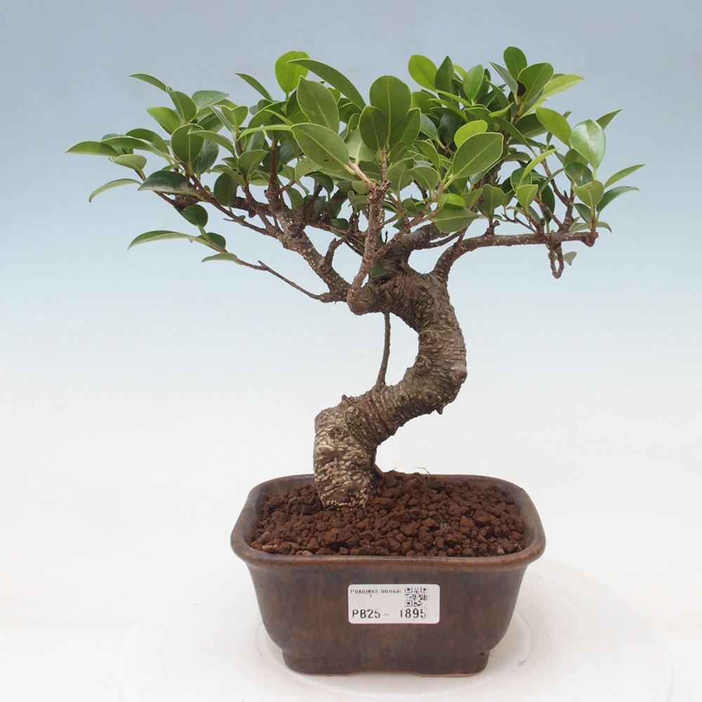 Izbová bonsai - Ficus retusa - malolistá fikus