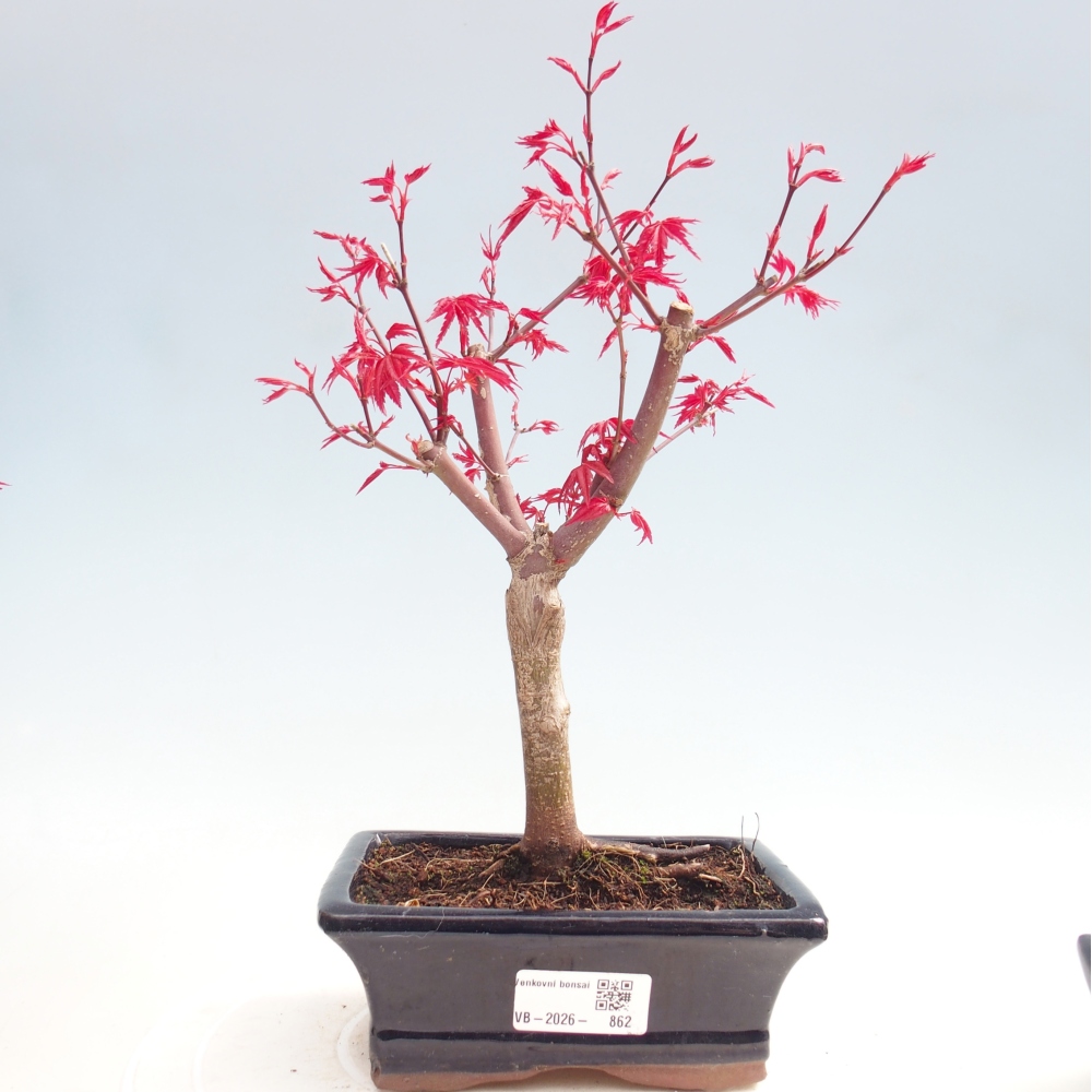 Vonkajší bonsaj - Acer palmatum DESHOJO