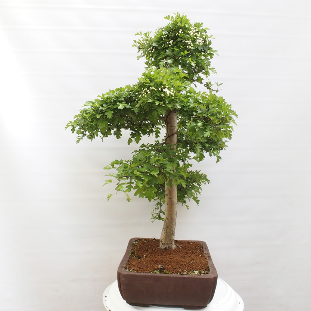Vonkajší bonsai - Hloh - Crataegus monogyna