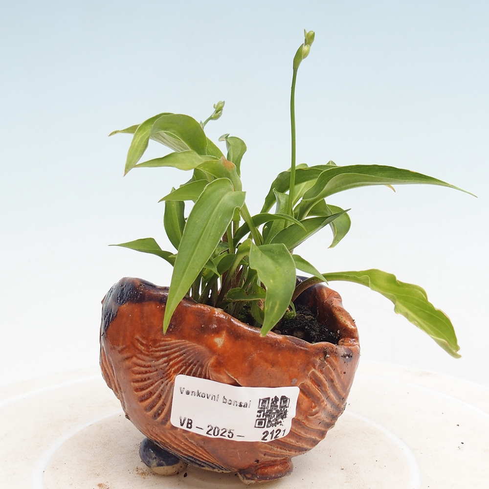 Vonkajšie bonsai - Mini Hosta - Bohyška