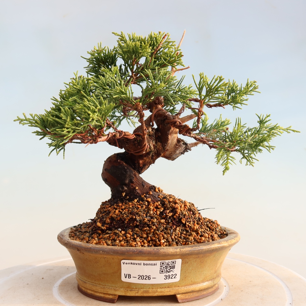 Vonkajší bonsai - Juniperus chinensis Itoigawa -Jalovec čínsky