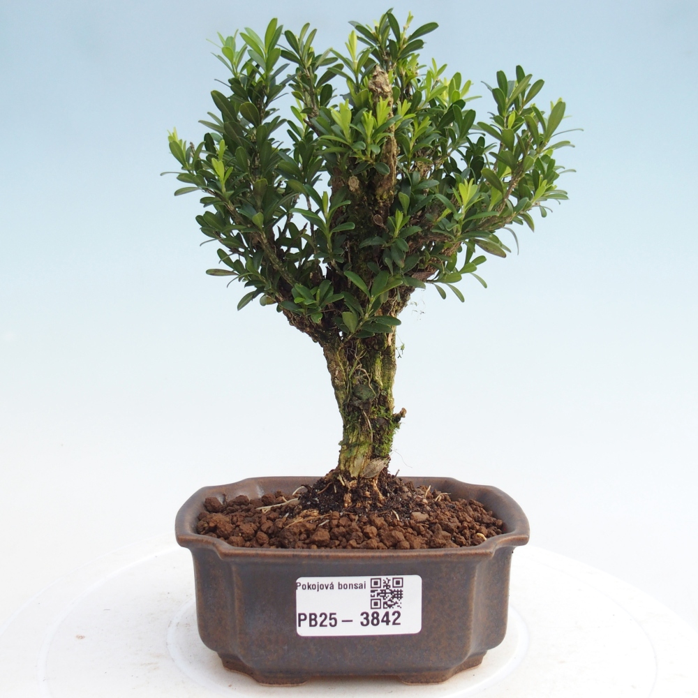 Izbové bonsaje - Buxus harlandii - korkový buxus