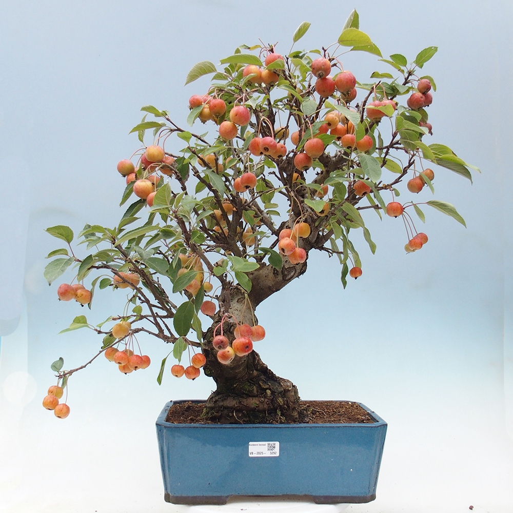 Vonkajší bonsai -Malus halliana - Maloplodá jabloň