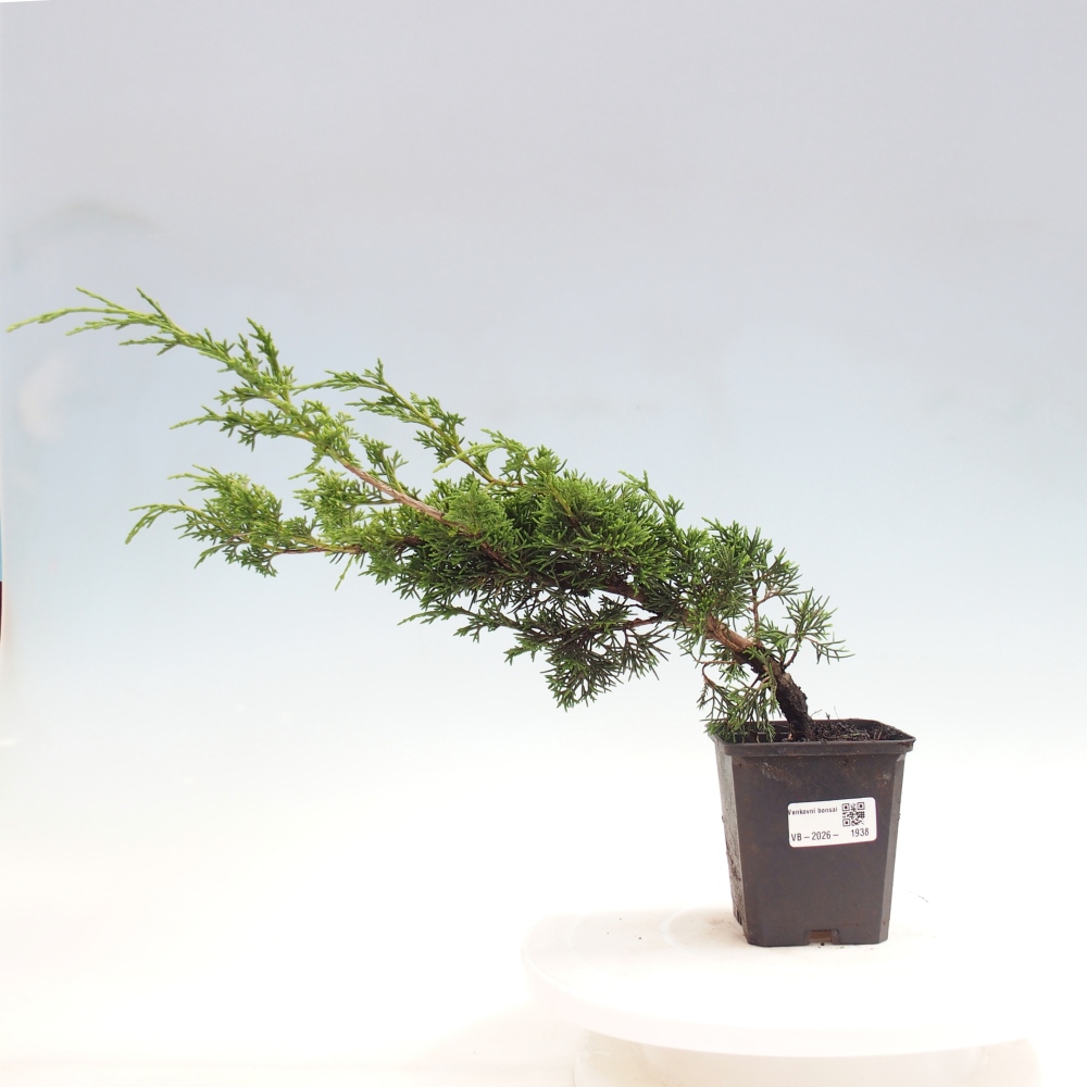 Vonkajší bonsaj - Juniperus chinensis Itoigawa