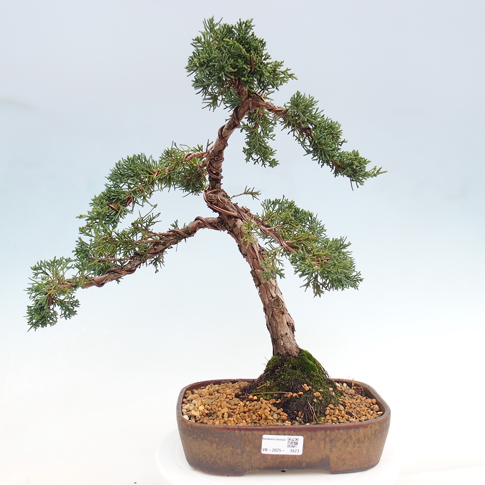 Vonkajší bonsaj - Juniperus chinensis Kishu