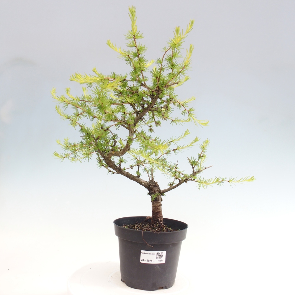 Vonkajšie bonsaje -Larix decidua - Smrekovec