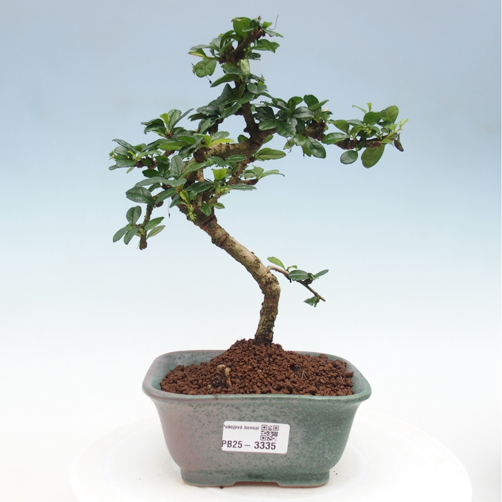 Izbová bonsai - Carmona macrophylla - Čaj fuki