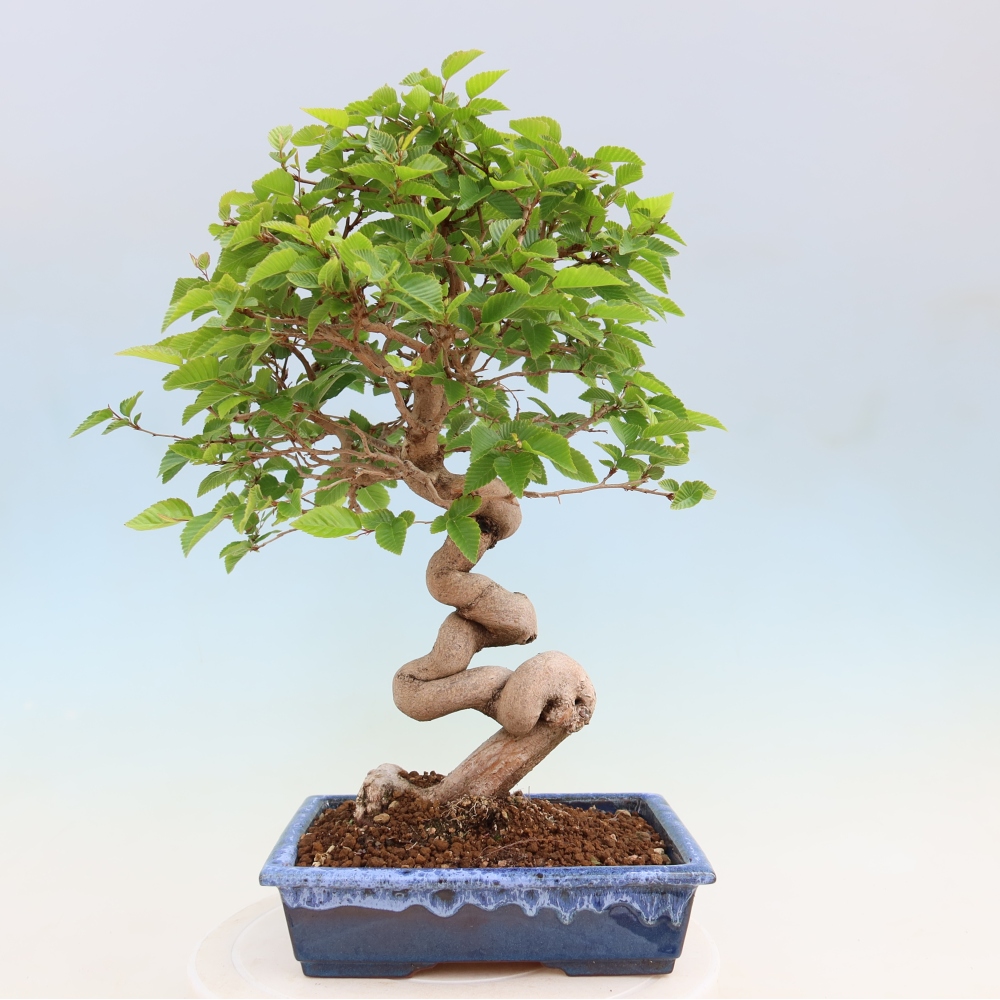 Vonkajší bonsaj -Carpinus coreana - Hrab kórejský