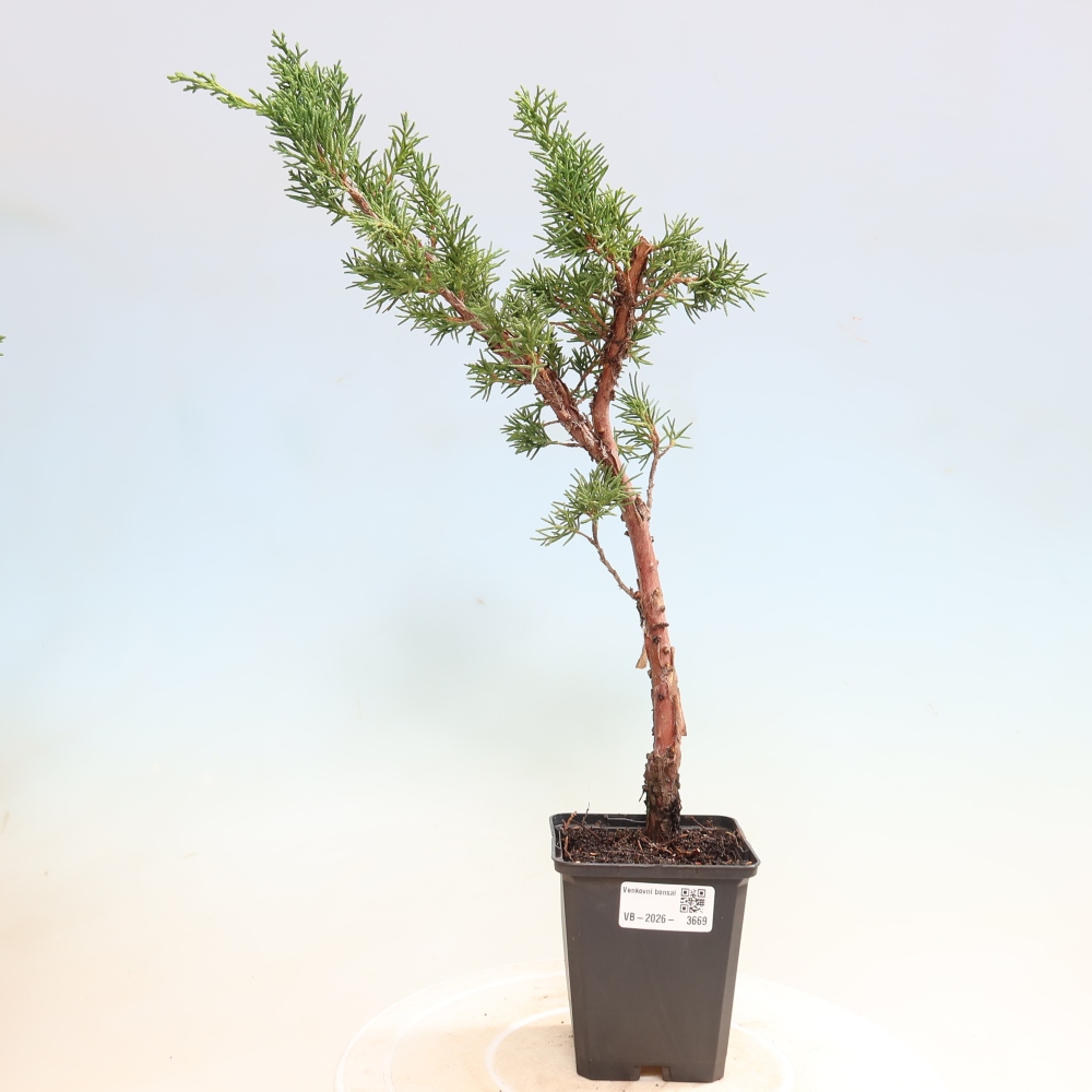 Vonkajší bonsaj - Juniperus chinensis Kishu