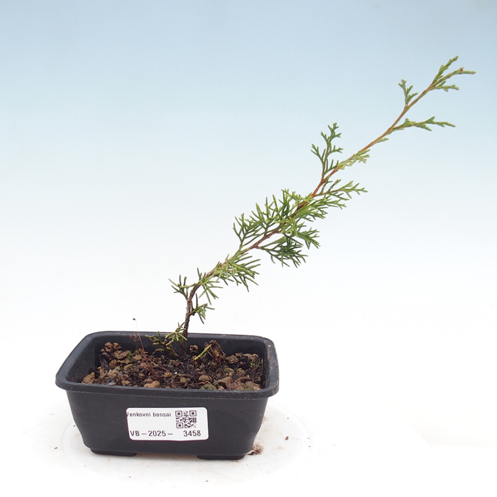 Vonkajší bonsai - Juniperus chinensis Itoigawa -Jalovec čínsky