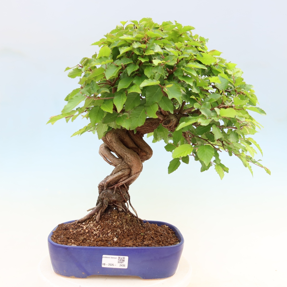 Vonkajší bonsaj -Carpinus coreana - Hrab kórejský