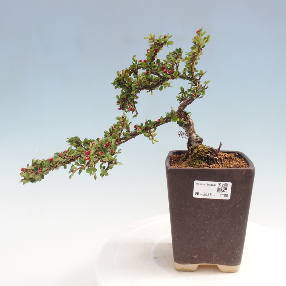 Vonkajší bonsai - Cotoneaster horizontalis - Skalník