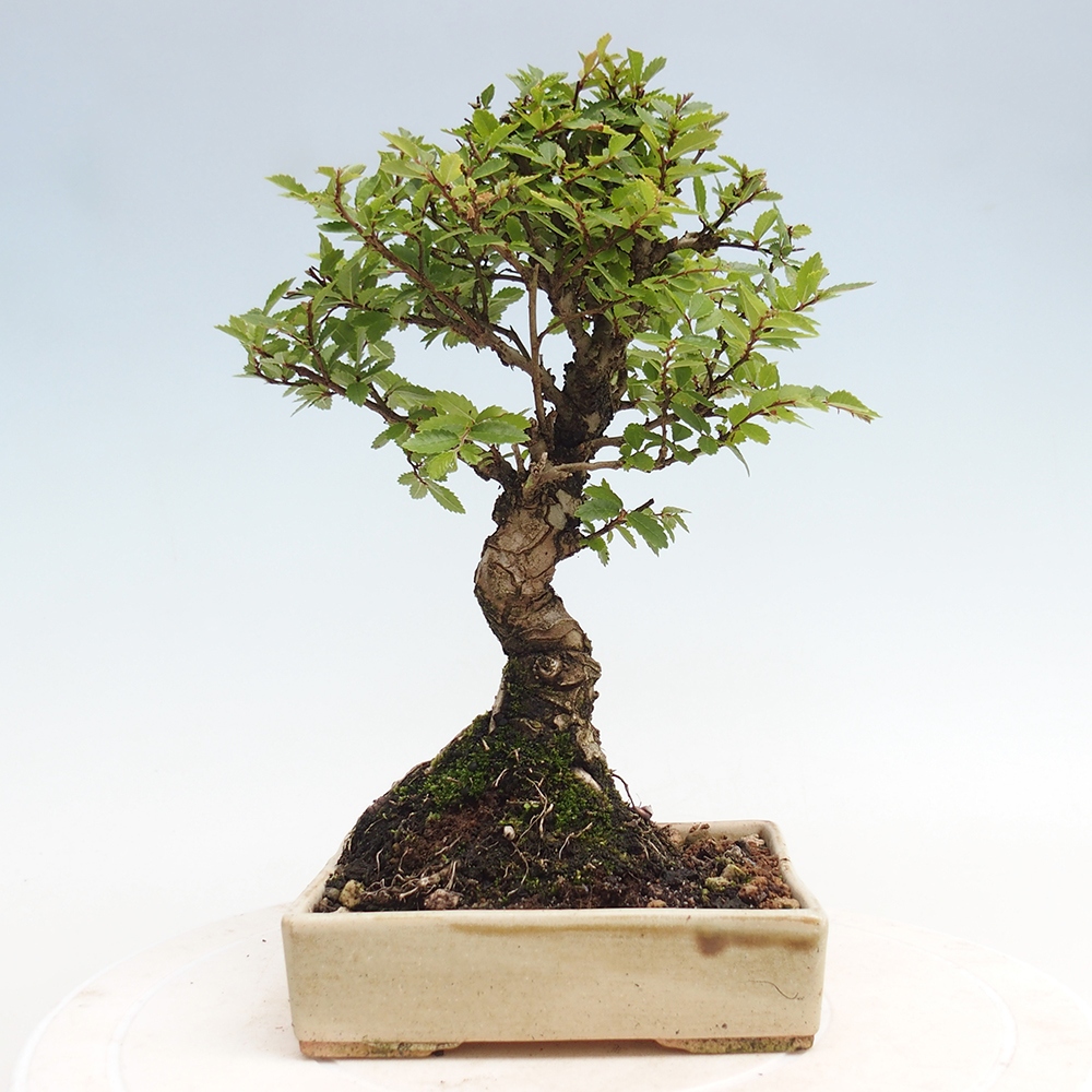 Vonkajšie bonsai - Zelkova - Zelkova Nirom