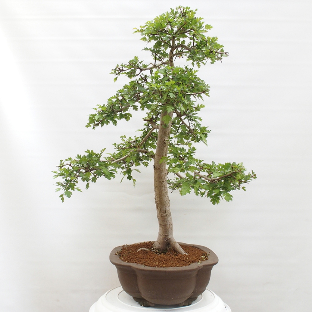 Vonkajší bonsai - Hloh - Crataegus monogyna