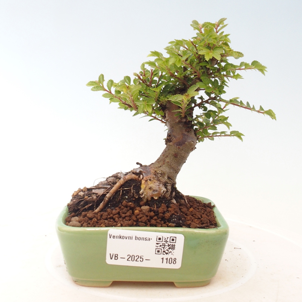 Vonkajší bonsai - Ulmus parvifolia Sagei - Malolistý brest