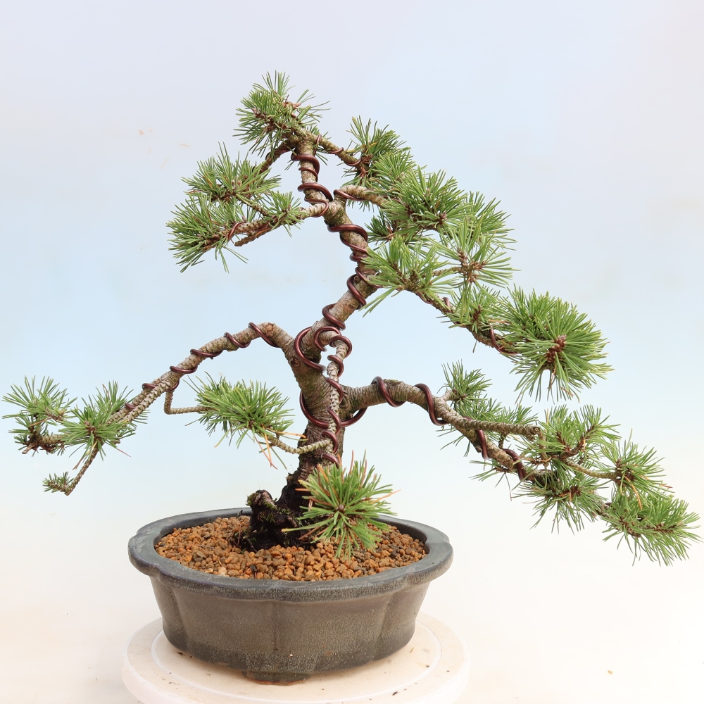 Vonkajšie bonsaje – Pinus mugo Humpy – borovica krivá