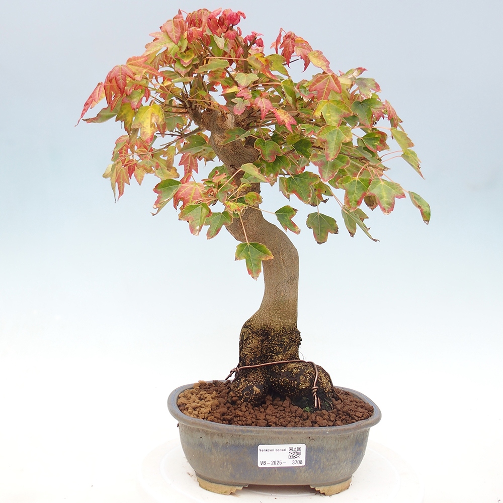 Vonkajšie bonsai - Javor Buergerianum - Javor Burgerův