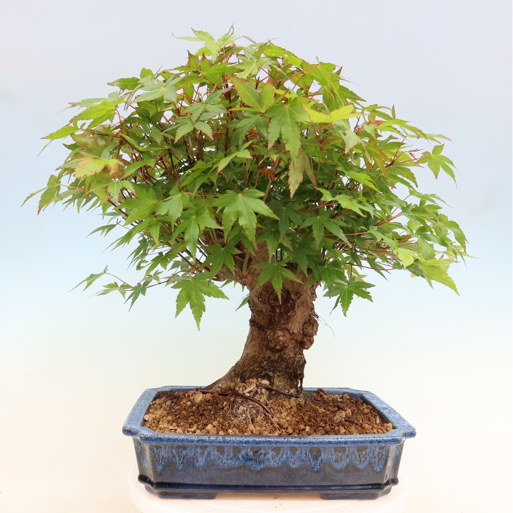 Vonkajšie bonsaje - Javor Burger - Acer Burgerianum