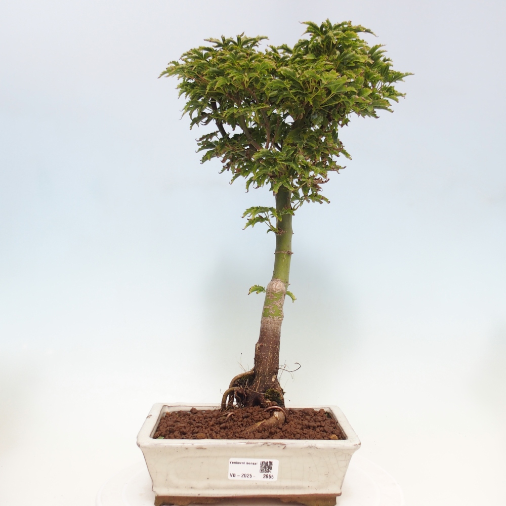 Vonkajší bonsai -Javor dlanitolistý Acer palmatum Shishigashira