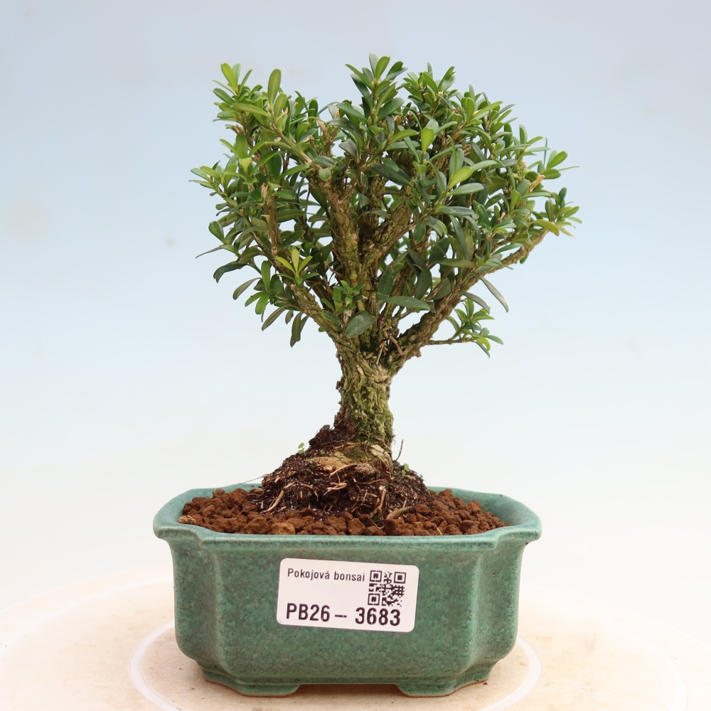 Izbové bonsaje - Buxus harlandii - korkový buxus