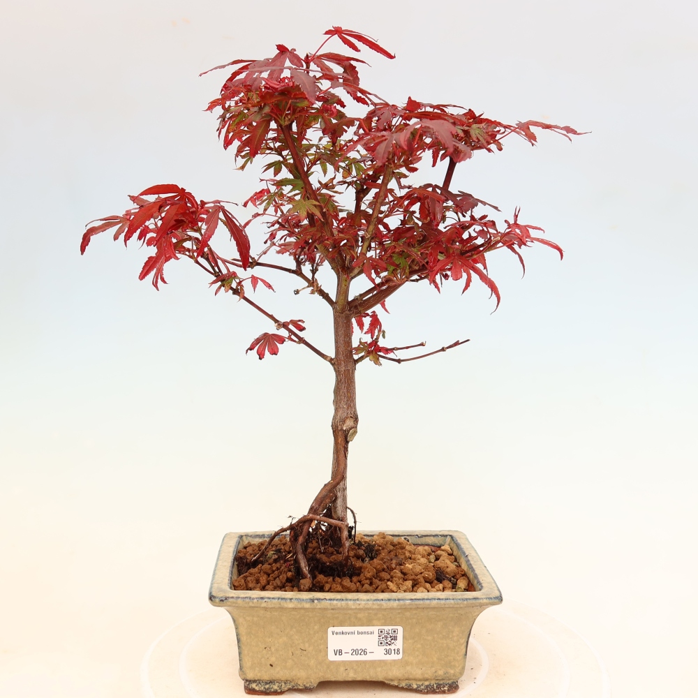 Vonkajší bonsai – javor dlaňolistý – Acer palmatum Berry Broom 