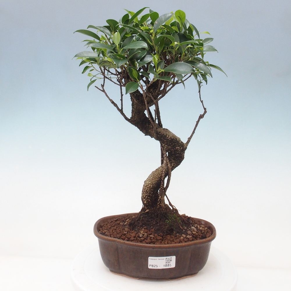 Izbová bonsai - Ficus retusa - malolistá fikus