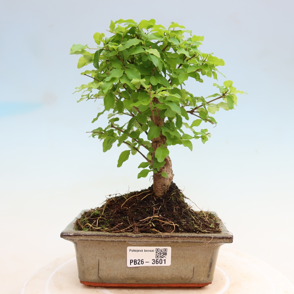 Izbový bonsaj -Ligustrum chinensis - Vtáčí zobák