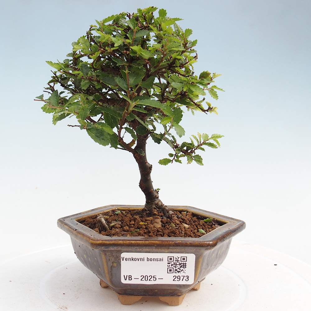 Vonkajší bonsai - Ulmus parvifolia Sagei - Malolistý brest