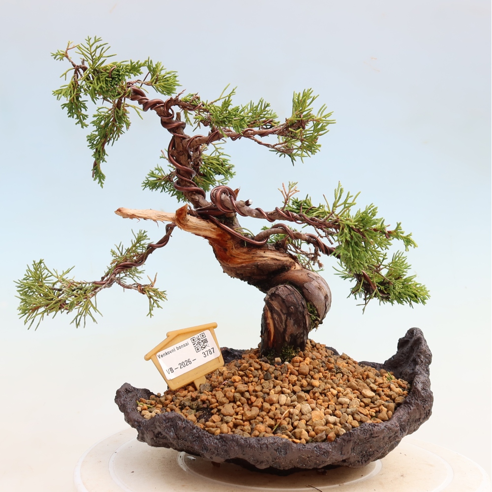 Vonkajší bonsai – Juniperus chinensis Itoigawa – čínsky jalovec