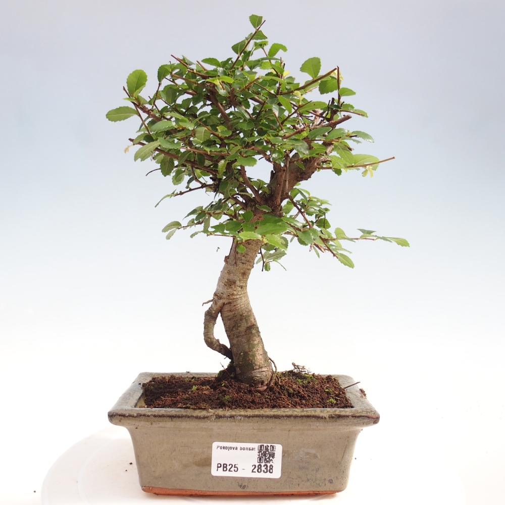 Izbová bonsai - Ulmus parvifolia - malolistá brest