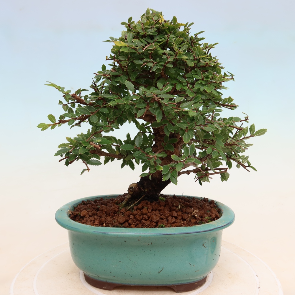 Vonkajšie bonsaje - Zelkova - Zelkova NIRE