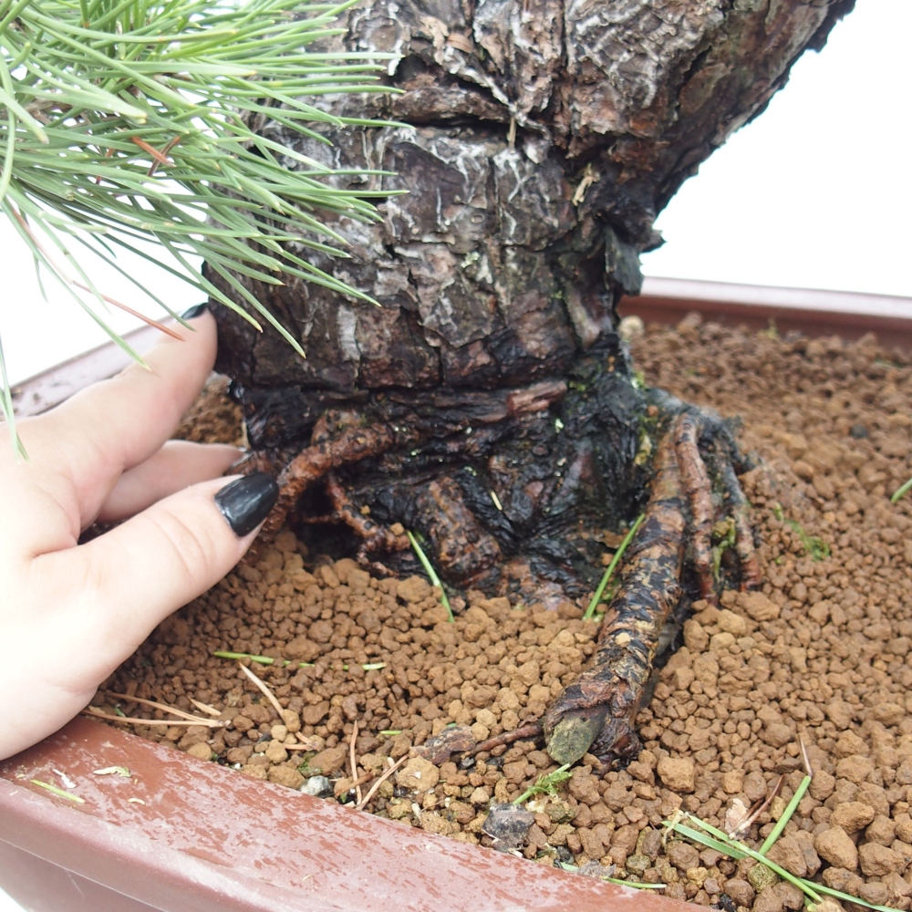 Vonkajšie bonsai - Pinus thunbergii - Borovica thunbergova
