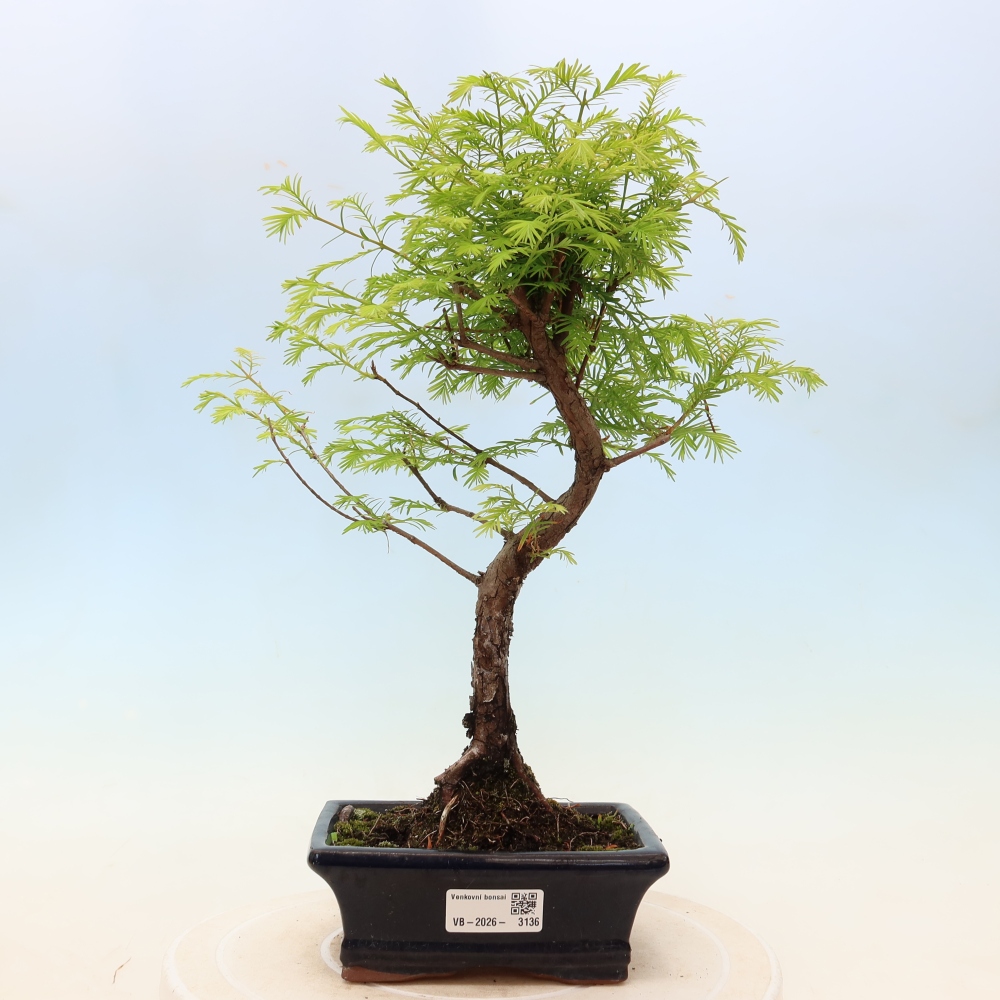 Vonkajšie bonsaje - Metasequoia glyptostroboides - čínska metasekvoja