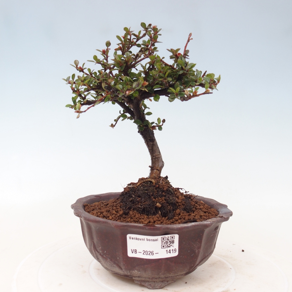Vonkajšie bonsaje - Cotoneaster horizontalis - Skalnaté hory