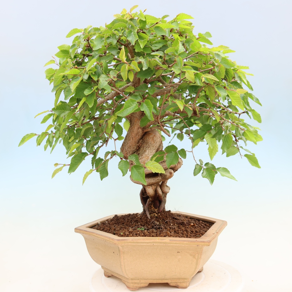 Vonkajší bonsaj -Carpinus coreana - Hrab kórejský