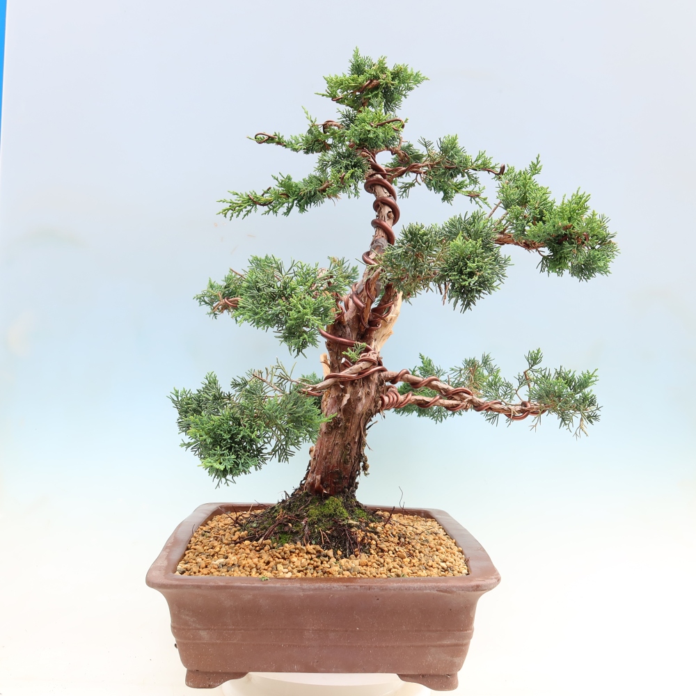 Vonkajší bonsaj - Juniperus chinensis Kishu