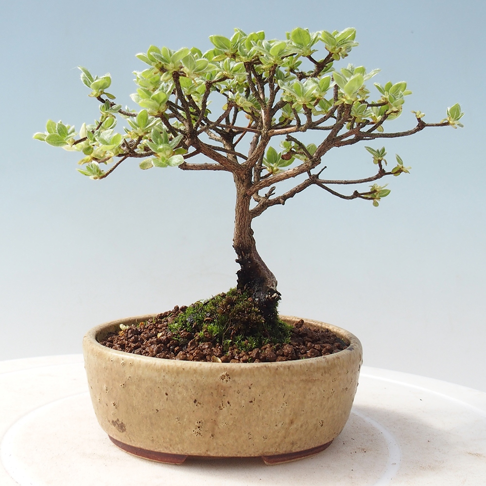 Vonkajší bonsai - Rhododendron indicum - Japonská azalka