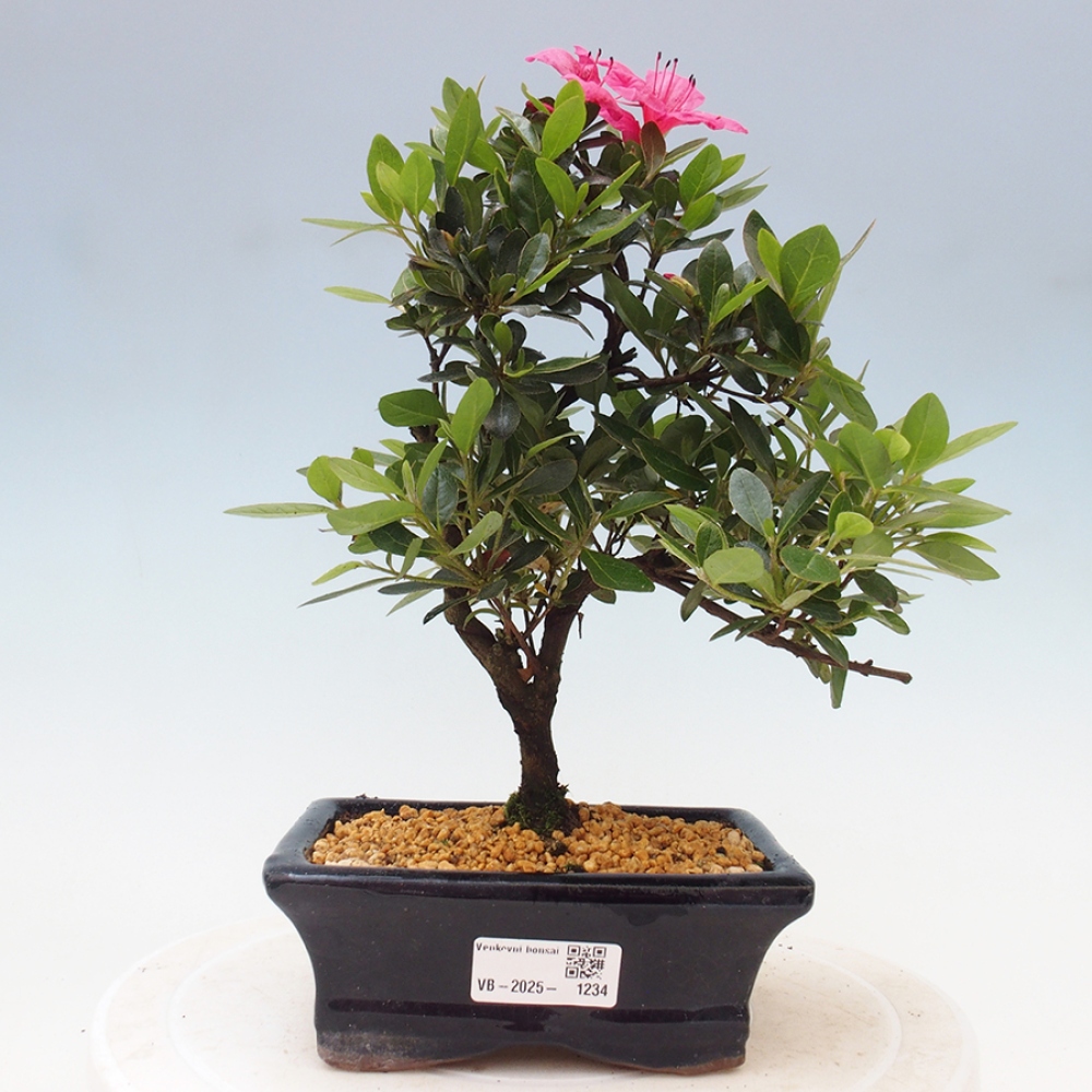 Vonkajší bonsai - Japonská azalka - Azalea sp.