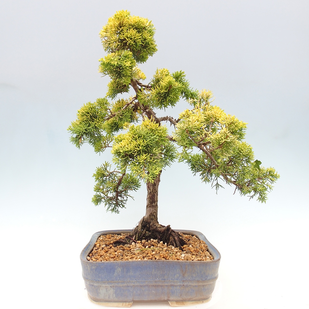 Vonkajší bonsai - Juniperus chinensis plumosa aurea - Borievka čínska zlatá
