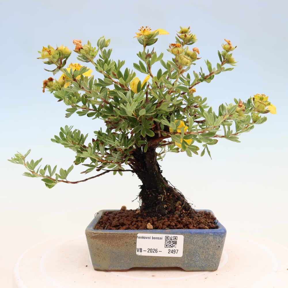 Vonkajšie bonsaje - Potentila fruticosa